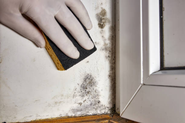 Best Industrial Mold Remediation  in New Braunfels, TX