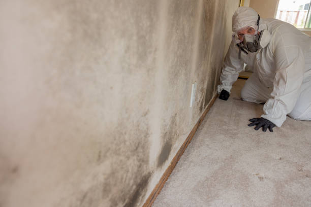 Best Basement Mold Removal  in New Braunfels, TX